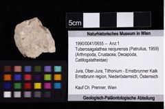 Foto (Objket + Etiketten) von Tuberosagalathea neojurensis (Patrulius, 1959) 